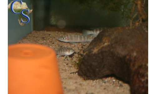 Neolamprologus cylindricus